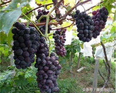 西成高铁鄠邑段（西成高铁第二站）(11)