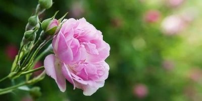 ​蔷薇花语，小蔷薇花语是什么意思？