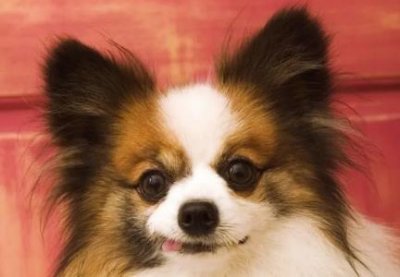 ​宠物小精灵图鉴大图，宠物小精灵图鉴神兽