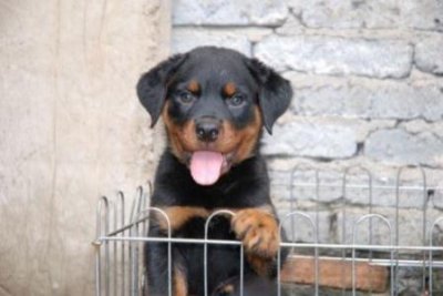 ​鹦鹉鱼身上有黑斑怎么办？鹦鹉鱼身上出现黑点