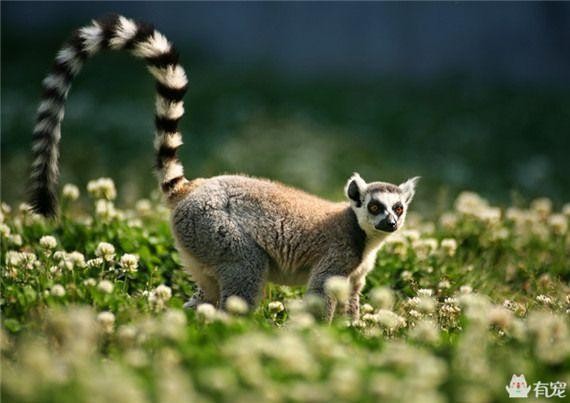 世界各国国宝动物大全（各个国家的国宝动物）(12)