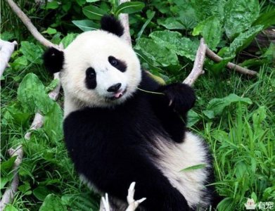 ​世界各国国宝动物大全（各个国家的国宝动物）