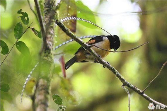 世界各国国宝动物大全（各个国家的国宝动物）(13)