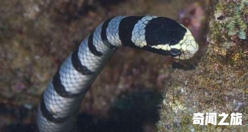 世界上最毒的蛇 帝皇眼镜蛇王攻击人类后4分钟毙命(2)_