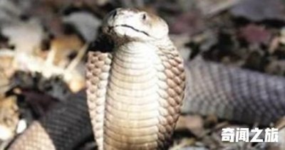 ​世界上最毒的蛇 帝皇眼镜蛇王攻击人类后4分钟毙命