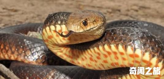 世界上最毒的蛇 帝皇眼镜蛇王攻击人类后4分钟毙命(6)_