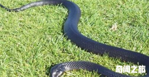 世界上最毒的蛇 帝皇眼镜蛇王攻击人类后4分钟毙命(3)_