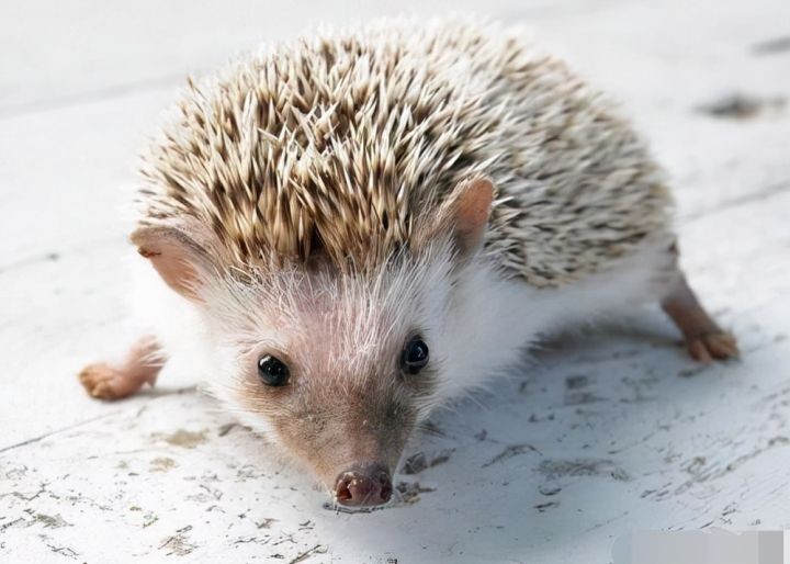 中国能养的霸气的宠物（中国允许养的10种稀有宠物）