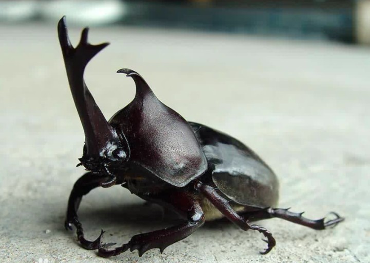 中国能养的霸气的宠物（中国允许养的10种稀有宠物）