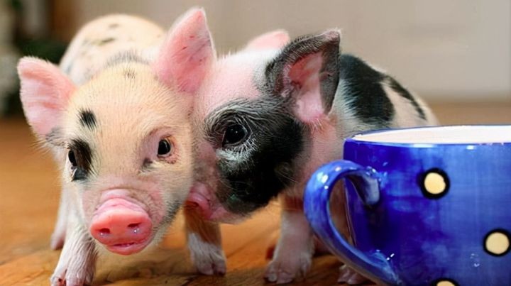 中国能养的霸气的宠物（中国允许养的10种稀有宠物）