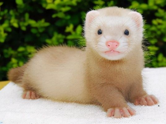 中国能养的霸气的宠物（中国允许养的10种稀有宠物）