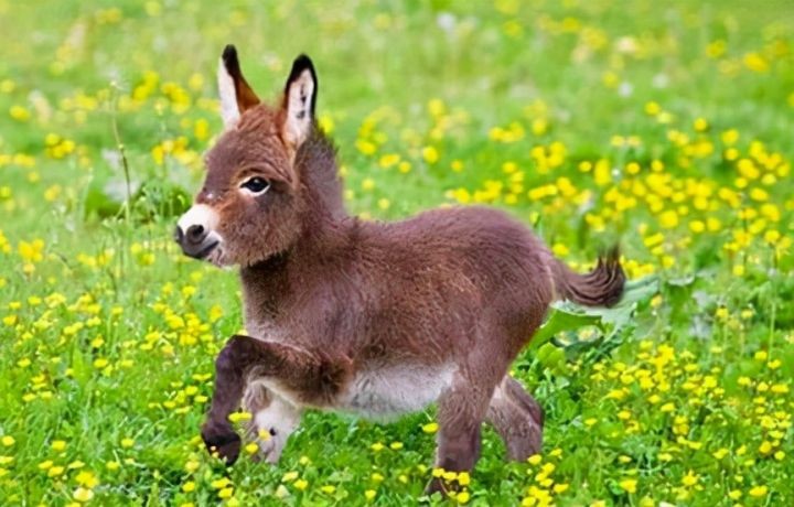 中国能养的霸气的宠物（中国允许养的10种稀有宠物）