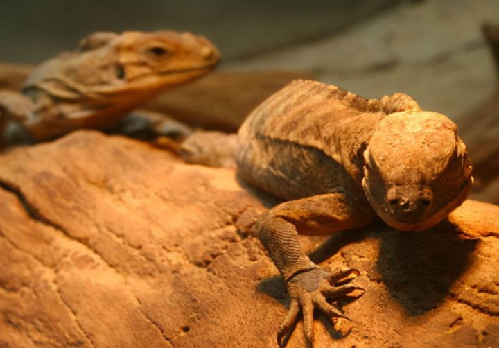 中国能养的霸气的宠物（中国允许养的10种稀有宠物）