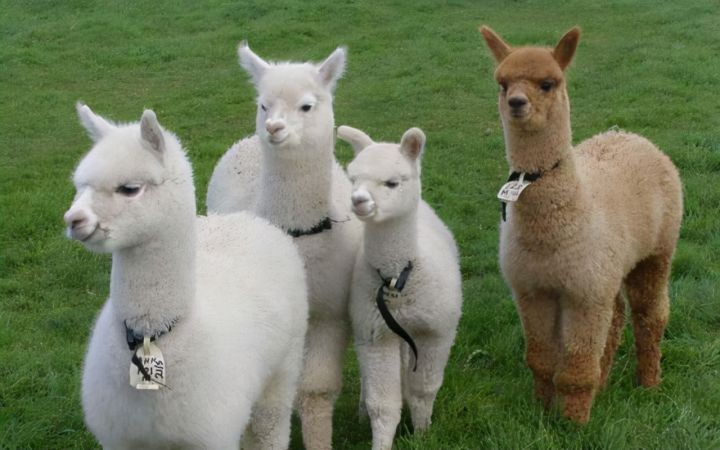 中国能养的霸气的宠物（中国允许养的10种稀有宠物）