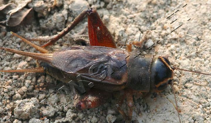 中国能养的霸气的宠物（中国允许养的10种稀有宠物）