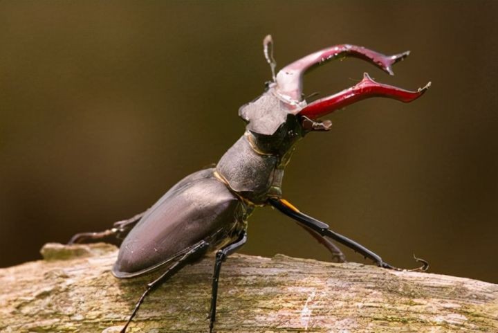 中国能养的霸气的宠物（中国允许养的10种稀有宠物）