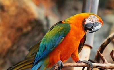 ​世界上最大的鹦鹉，体长可达1米，价钱更让你想不到