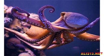 章鱼有三个心脏吗 拥有三颗心分别是两颗鳃心脏和一颗体心脏