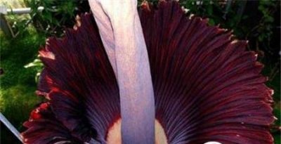 ​能保尸身没有腐?鬼吹灯中的尸香魔芋长什么样