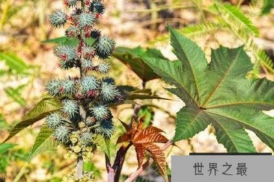 ​世界十大危险植物 坏女人花有毒性的草(产于墨西哥)