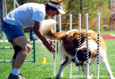 ​宠物训练多少钱，高达上万元(表演训练型价格最贵)