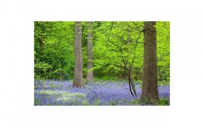 ​一部女主悲惨而亡，女二却幸福生活的剧