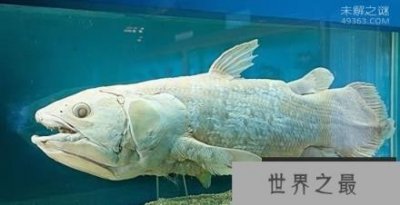 ​矛尾鱼 世界上最珍稀的鱼（震动动物学界）