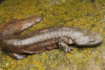 ​中国大鲵:我国私有的国宝之一_最大可长到2米