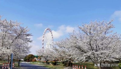 ​明明可以租一天跑车，却只在公园租到了4小时电瓶车。上海公园游玩成本这么高