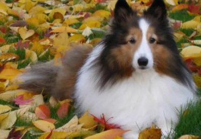 ​养虎皮鹦鹉对风水好吗？养虎皮鹦鹉对人的危害航里程