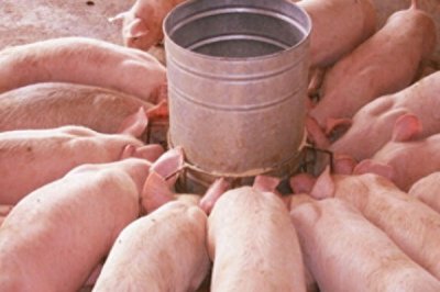 ​猪精女孩什么意思 猪精女孩什么梗