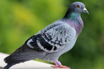 刚买回来鸽子怎么防止它飞走 怎么养鸽子不怕飞走 怎样养鸽子越养越多