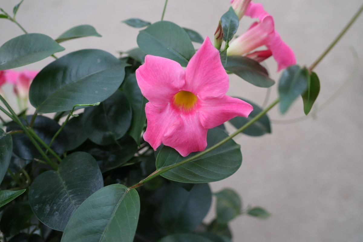 飘香藤的养殖方法和注意事项(避开这4点才能枝繁叶茂)