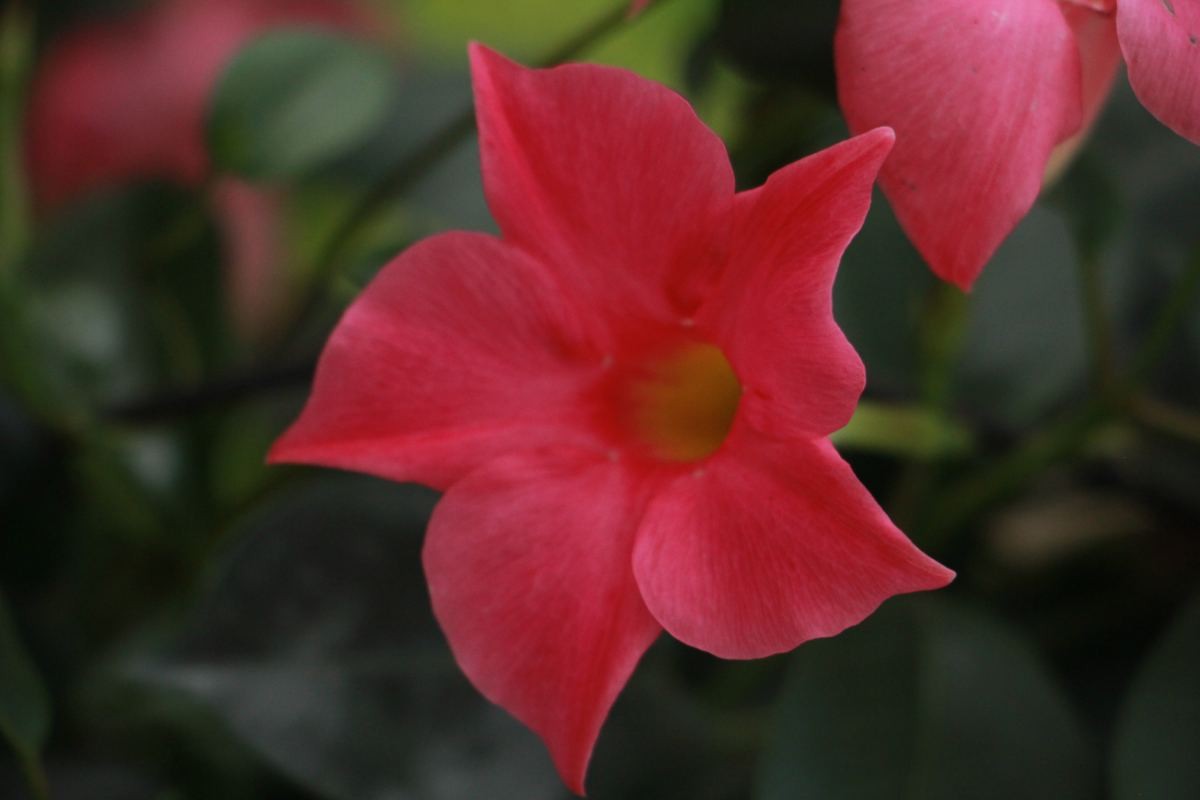 飘香藤的养殖方法和注意事项(避开这4点才能枝繁叶茂)