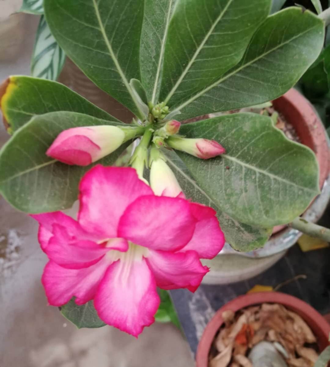 飘香藤的养殖方法和注意事项(避开这4点才能枝繁叶茂)