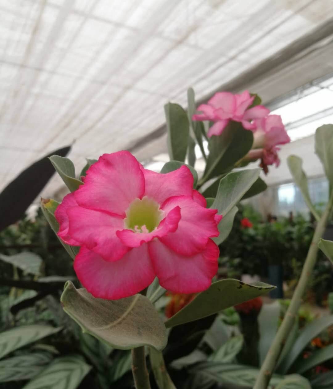 飘香藤的养殖方法和注意事项(避开这4点才能枝繁叶茂)