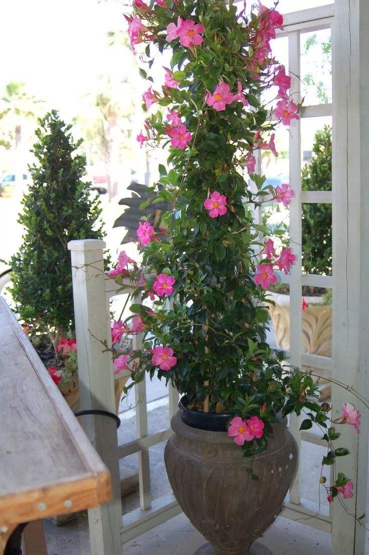 飘香藤的养殖方法和注意事项(避开这4点才能枝繁叶茂)