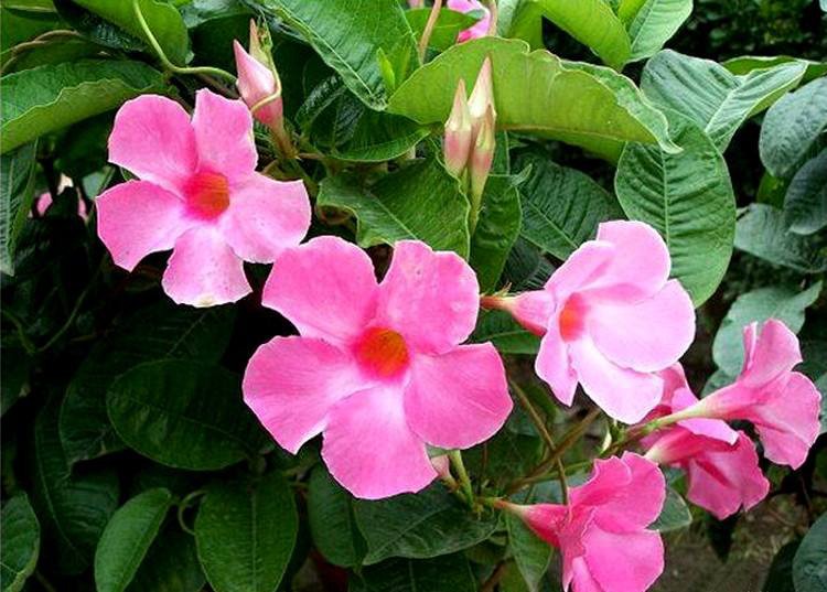 飘香藤的养殖方法和注意事项(避开这4点才能枝繁叶茂)