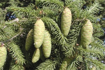 ​大果青杆：为国家保护植物（主要分布在秦岭地区）