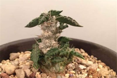 ​图拉大戟：药用草本植物（没经过处理的根部有毒）