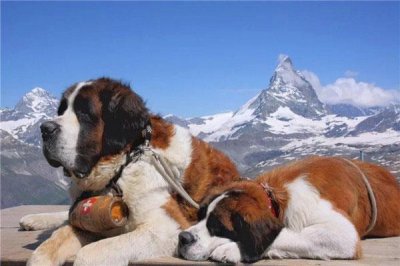 ​世界上舌头最长的狗：圣伯纳犬舌头长18.58厘米