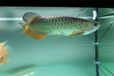 ​亚洲龙鱼：具有1.4亿年的历史（价格昂贵）