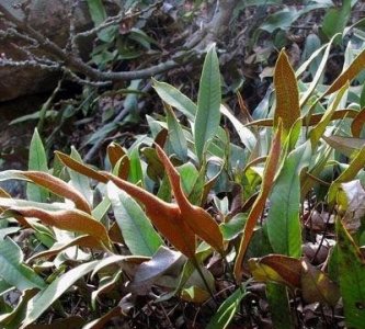 ​石韦丛生石上，叶如柳，背有毛，而斑点如皮