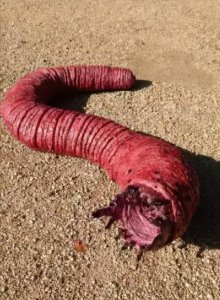 ​蒙古“死亡蠕虫”真的存在吗？揭秘死亡蠕虫存在的真相
