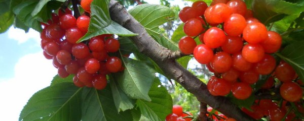 樱桃树什么时候剪枝最合适(大樱桃树最佳修剪时间)