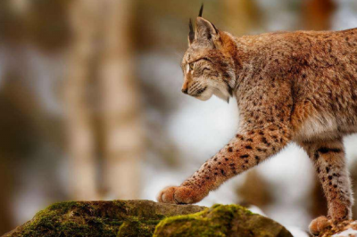 ​猫的天敌是什么?最大死对于头竟是另一种猫