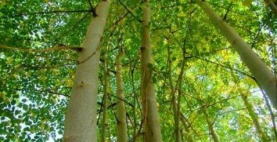 ​世界上最神秘的植物，牛奶树_树皮中会流“牛奶”的树