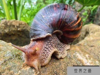 ​世界上最大的蜗牛是什么品种 非洲大蜗牛(重量900克)