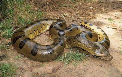 ​体重超过1吨的泰坦巨蟒，5500万年前出现过