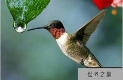 ​世界上最可爱的鸟 蜂鸟是世界上最小的鸟(体长5厘米)